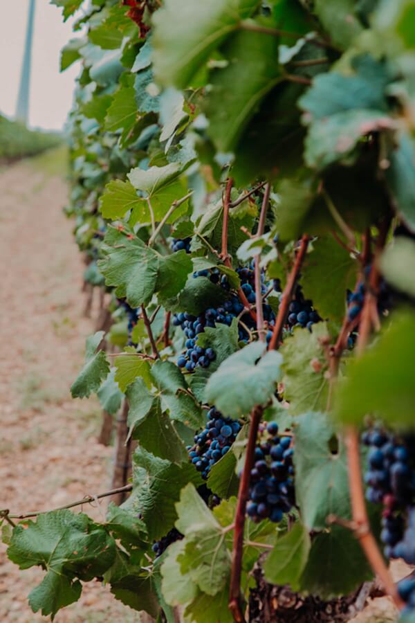 Weingarten Rotwein Weingarten Rotwein